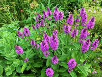 Stachys monnieri hummelo Garten-Ziest.webp