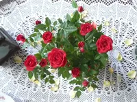 P1750793.jpg