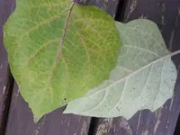 20170713_131602.webp
