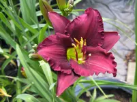 sil. midnight_1067x800.JPG