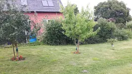 Obstbaum 1 (1).jpg