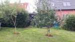 Obstbaum2.jpg