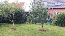 Obstbaum2.webp