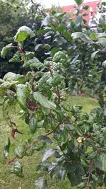 Obstbaum 3.jpg