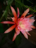 DSCI0453.webp