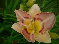 DSCI0448.webp
