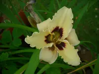 DSCI0449.jpg