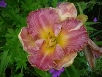 DSCI0450.webp
