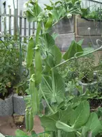 BILD7368.webp