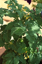 Early Joe_Früchte _Knospen_makro_800.webp