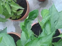 20170710_203358.webp