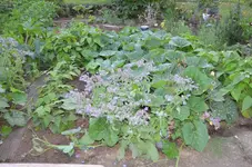 2017-11-07 Hokkaido und Bohnen.webp