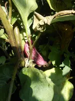 DSCN5560.webp
