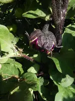 DSCN5559.webp