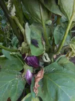 DSCN5522.webp