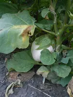 DSCN5516.webp