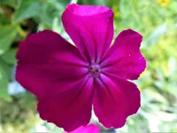 P1000141.webp
