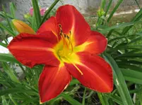 falsche shola_1067x800.JPG