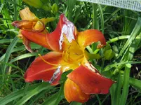 red twister_1067x800.webp