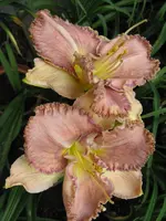 026_600x800.JPG