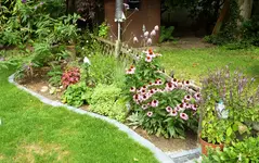 Sommerflieder_Zaunrand_2.webp