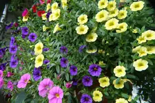 B001.webp