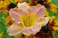allissiarosekissed.webp