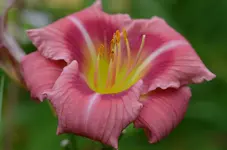 dragonseye.webp