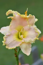 mandalaybaymusic.webp