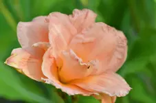 peggybass.webp
