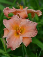 smokymountainoutum.webp