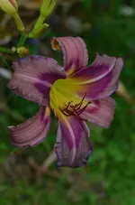 trachlita.webp