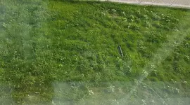 rasen 8 wochen und 1x mähen.webp