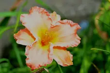 BertiFerris.webp