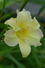 bigsmile.webp