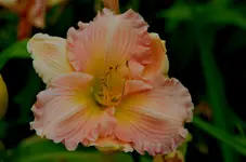 Blessing.webp