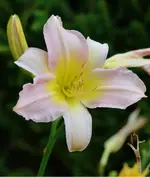 catherinewoodberry.webp