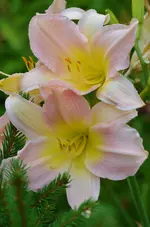 catherinewoodberry2.webp