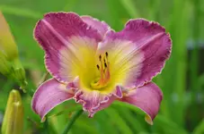 curtmagical.webp