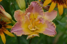 DSC_0057.webp