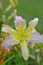 lavenderfisch.webp