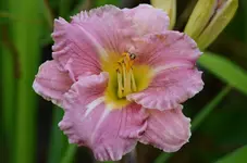 romanticrose.webp