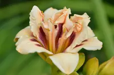 Roswitha.webp