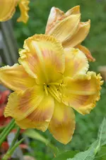 talkobobuthruffles.jpg