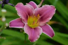 unbekannt5.webp