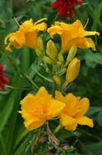 zlata dominica.webp