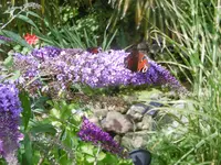 P1010339schmetterling.webp