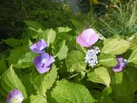 P1010338hortensie.webp