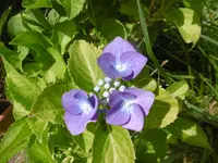 P1010337hortensie.webp