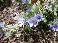 P1010336malve.webp